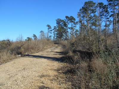 Land For Sale Hunting Land Amite County Liberty Mississippi - image 9