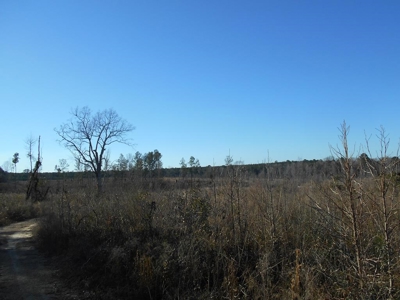 Land For Sale Hunting Land Amite County Liberty Mississippi - image 21