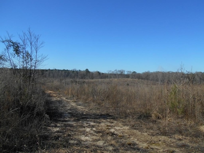 Land For Sale Hunting Land Amite County Liberty Mississippi - image 6