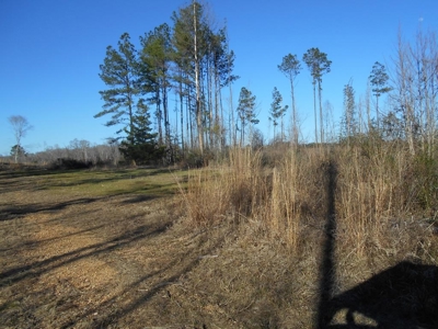 Land For Sale Hunting Land Amite County Liberty Mississippi - image 5