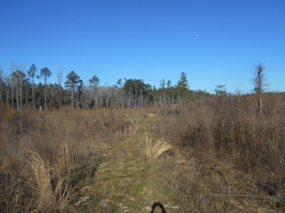 Land For Sale Hunting Land Amite County Liberty Mississippi - image 12