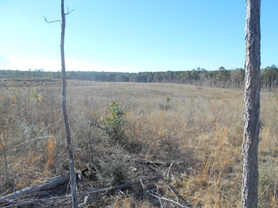 Land For Sale Hunting Land Amite County Liberty Mississippi - image 17