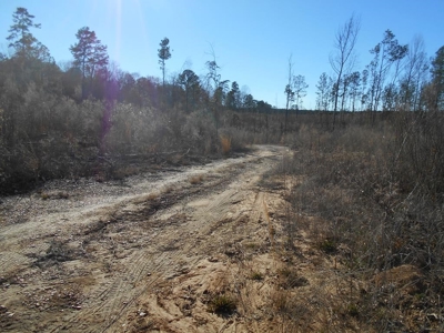 Land For Sale Hunting Land Amite County Liberty Mississippi - image 8