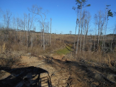 Land For Sale Hunting Land Amite County Liberty Mississippi - image 15