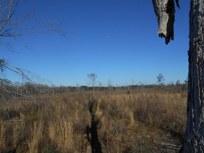 Land For Sale Hunting Land Amite County Liberty Mississippi - image 18