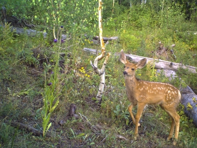 Colorado Hunting Property With Private Land Access - image 16