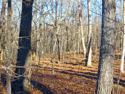 Off Grid Land in Fulton County AR - image 3