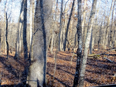 Off Grid Land in Fulton County AR - image 2