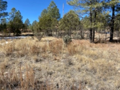 Mountain Land For Sale Southern NM - image 4