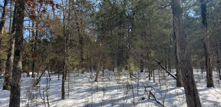 Country Home and Acreage for Sale in Ozark County, Missouri - image 13