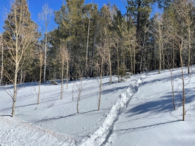 Mountain Property for Sale near Divide Colorado - image 2