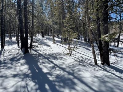Mountain Property for Sale near Divide Colorado - image 4