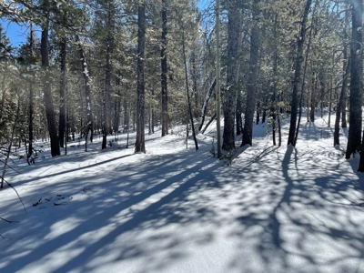 Mountain Property for Sale near Divide Colorado - image 6