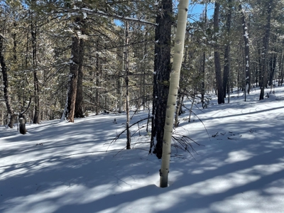 Mountain Property for Sale near Divide Colorado - image 5
