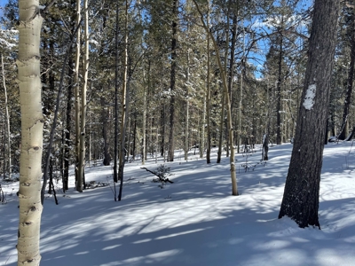 Mountain Property for Sale near Divide Colorado - image 9