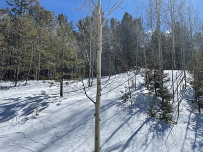 Mountain Property for Sale near Divide Colorado - image 3