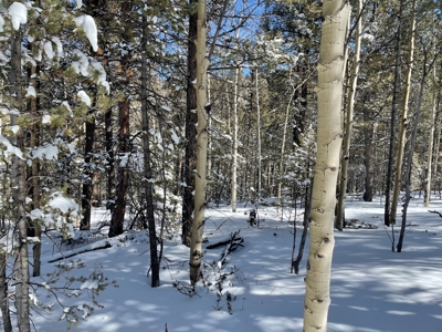 Mountain Property for Sale near Divide Colorado - image 10