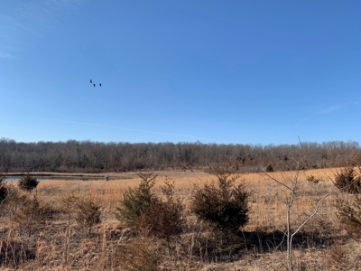 Southern Missouri Land for Sale - image 10