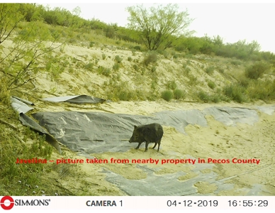 705 acre, I-10 ranch near Fort Stockton, Pecos County, Texas - image 26