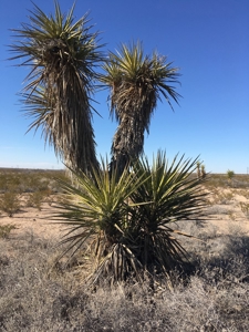 705 acre, I-10 ranch near Fort Stockton, Pecos County, Texas - image 4