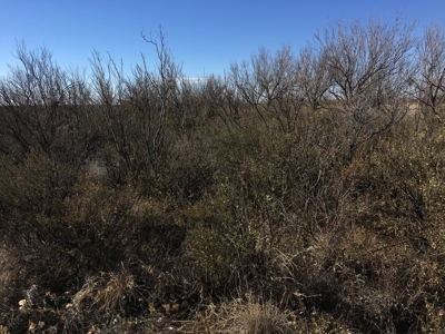 705 acre, I-10 ranch near Fort Stockton, Pecos County, Texas - image 13