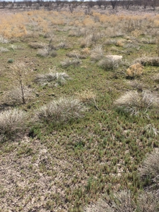 705 acre, I-10 ranch near Fort Stockton, Pecos County, Texas - image 5