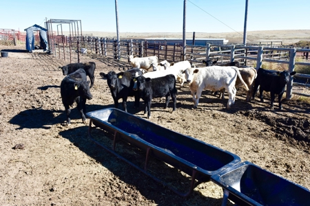 8,057 Acre Kansas Cattle and Farmland Ranch For Sale - image 14