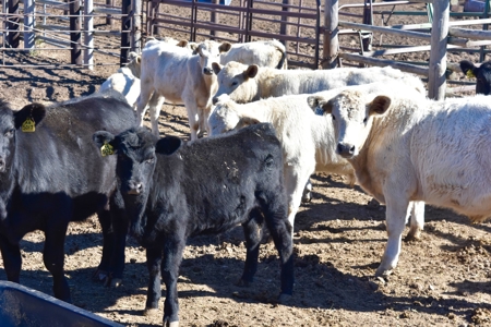 8,057 Acre Kansas Cattle and Farmland Ranch For Sale - image 10