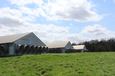 Poultry Farm  - Como, Texas - Wood County Tx - East Tx Farm - image 19