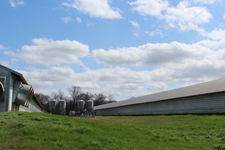 Poultry Farm  - Como, Texas - Wood County Tx - East Tx Farm - image 18