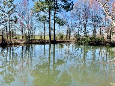 Land Auction South of Slocomb Alabama - Fadette AL - image 21