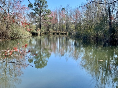 Land Auction South of Slocomb Alabama - Fadette AL - image 22
