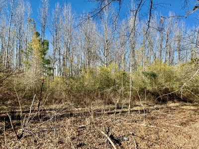 Land Auction South of Slocomb Alabama - Fadette AL - image 38