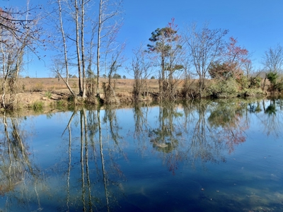Land Auction South of Slocomb Alabama - Fadette AL - image 23