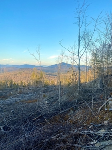 Maine Hunting and Recreational Land For Sale - image 8