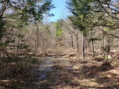 Spring Mountain Recreational Land Adjoining National Forest - image 25