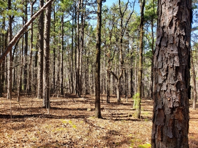 Spring Mountain Recreational Land Adjoining National Forest - image 8
