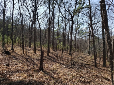 Spring Mountain Recreational Land Adjoining National Forest - image 6