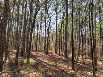 Spring Mountain Recreational Land Adjoining National Forest - image 9