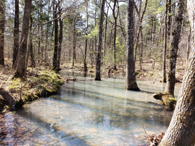 Spring Mountain Recreational Land Adjoining National Forest - image 21