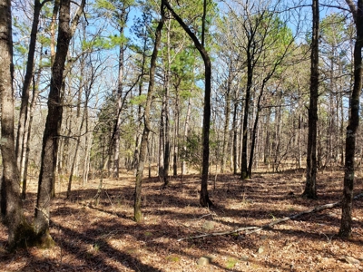 Spring Mountain Recreational Land Adjoining National Forest - image 7