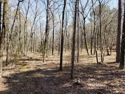 Spring Mountain Recreational Land Adjoining National Forest - image 5