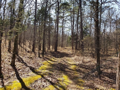 Spring Mountain Recreational Land Adjoining National Forest - image 4