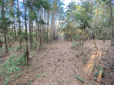 Country Home, Land, Gilmer Area, Upshur County, Texas - image 3