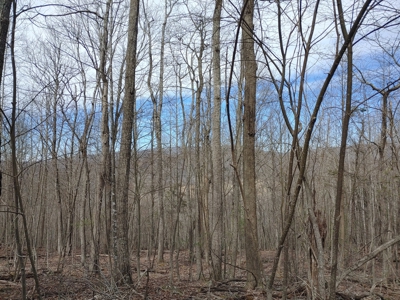 Land for Sale in Bent Mountain VA! - image 2