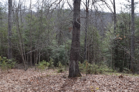 Land for Sale in Bent Mountain VA! - image 13