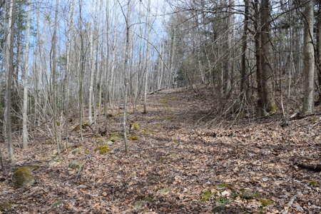 Land for Sale in Bent Mountain VA! - image 24