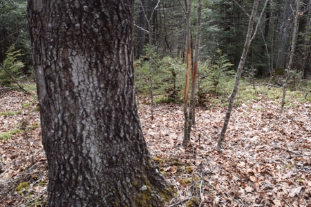 Land for Sale in Bent Mountain VA! - image 9