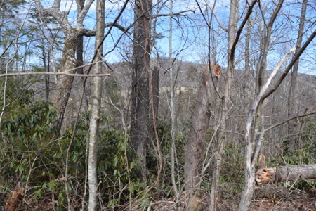 Land for Sale in Bent Mountain VA! - image 16