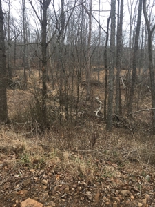 Arkansas Hunting Property For Sale Searcy County - image 4